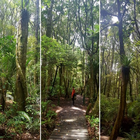 Trounson forest